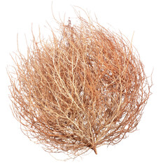 Naklejka premium Dried Twisted Branches on White Background