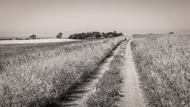 Chemin au milieu des champs