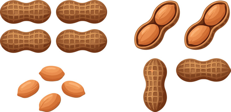 Vector Illustration of Whole and Shelled Peanuts, Displaying Different Peanut Variations and Snack Ingredients