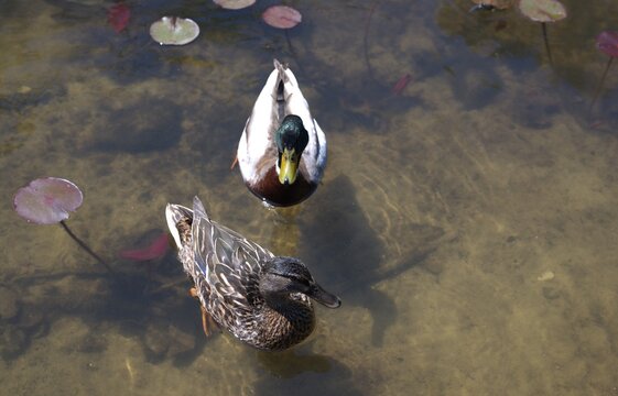 duks on the lake