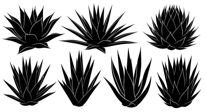 Black spiky agave plant silhouettes.