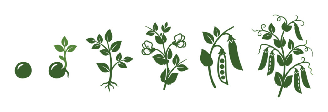 Green pea plant life cycle illustration shows the stages of development from a single seed to germination, sprouting, flowering, and a mature plant with pods