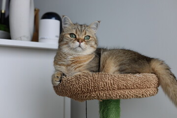 cat © Anastasiia