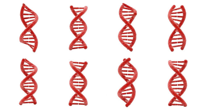 eight red dna helix models against white suggesting genetic structure for research education or scientific illustration