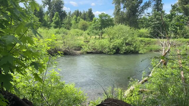 The middle fork of the Willamette river in Eugene, Oregon on a spring day.