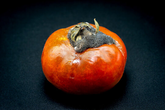 Rotten tomato with mold and fungal contamination