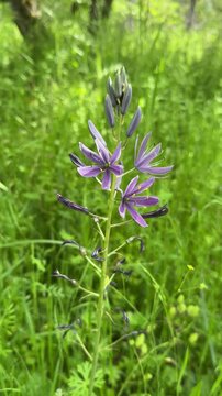 Wild camas flower in a breeze on a spring day in Eugene, Oregon.