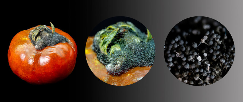 Stages of mold growth on rotten tomato from macro to microscopic view