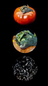 Stages of mold growth on rotten tomato from macro to microscopic view