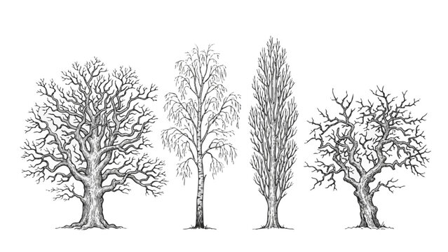 Winter Tree Anatomy Illustration Set Featuring Bare Oak Birch Poplar and Fruit Tree Branch Structures for Botanical Study and Landscape Design