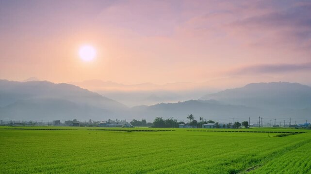 A serene morning view of lush green rice paddies in Yuli, Hualien, Taiwan, with the rising sun casting a soft glow over the misty mountain range.