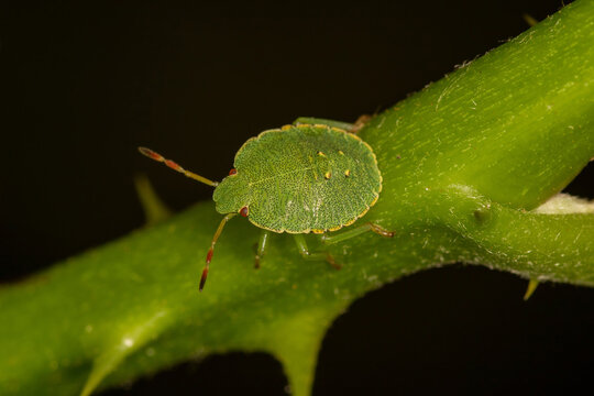 Common Green Shield Bug / Stink Bug 
