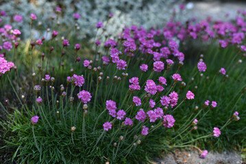 Fototapeta premium Pink flowers in close-up 