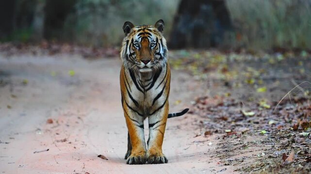magnificent striped carnivore, solitary, powerful, endangered forest apex predator