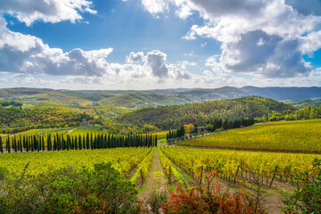 Fototapeta premium Vineyards Landscape in Radda in Chianti, Tuscany