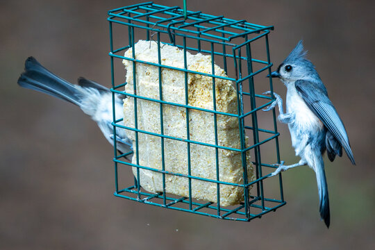 Tufted Titmice together on a suet cage.
