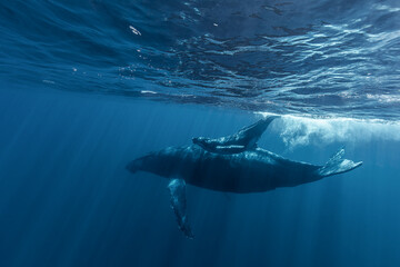 Fototapeta premium Beneath the electric blue a humpback whale and her calf glide through the depths of the open ocean.