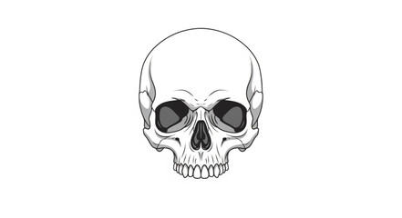 Detailed illustration of a human skull front view. © Refa