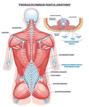 Thoracolumbar fascia anatomy visualizes layered back support, showing thoracolumbar fascia, erector spinae, and latissimus dorsi with spine context for stability and movement. Outline diagram