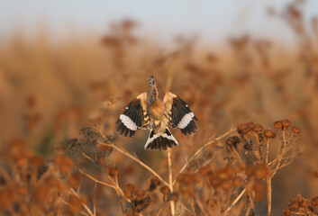 Eurasian Hoopoe (Upupa epops) in flight during soft morning light, isolated on a blurred background. © VOLODYMYR KUCHERENKO