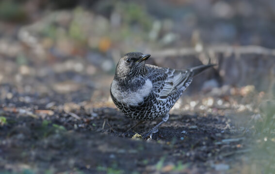 Close-up of a male Ring Ouzel (Turdus torquatus) standing on the ground.