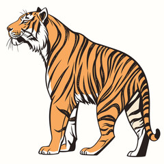 Obraz premium Tiger stands in a profile view to highlight its bold orange and black stripes and powerful muscular build.