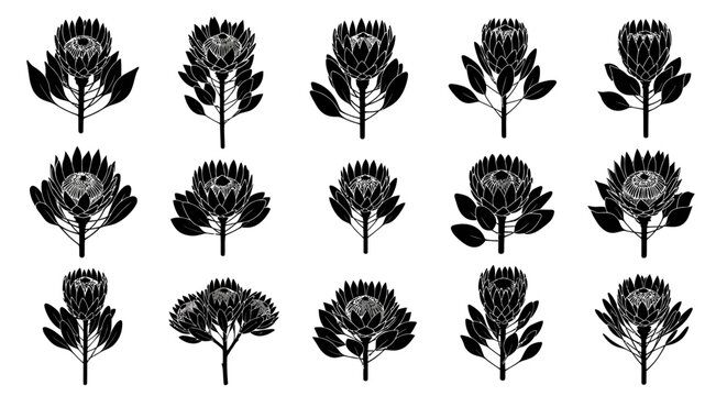 Set of black and white south african protea flowers with leaves on white background botanical illustration
