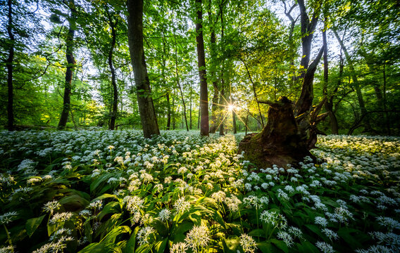 Sunrise shining through old tree stump in spring forest covered with blooming wild garlic flowers and lush green foliage in peaceful natural woodland landscape