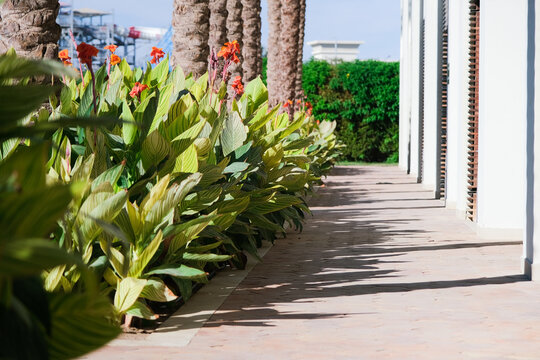 Canna generalis leaves and flowers in the garden, texture pattern