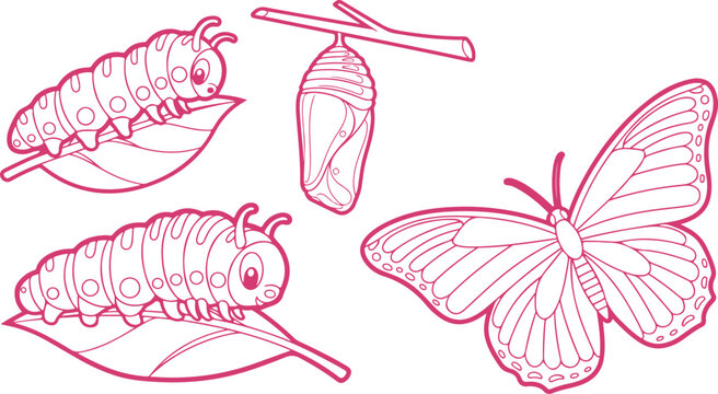 Illustrated life cycle of butterfly showing caterpillar larva pupa and adult butterfly transformation stages