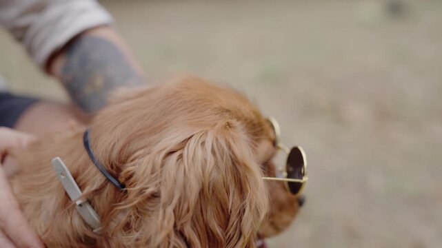A cute golden Cocker Spaniel puppy sits calmly while wearing stylish round sunglasses. The puppy's tongue hangs out, adding to its charm. Perfect for pet-related content. Golden Cocker Spaniel Dog.