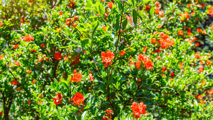 Fototapeta premium Pomegranate tree with bright orange blooms growing in a garden during springtime sun