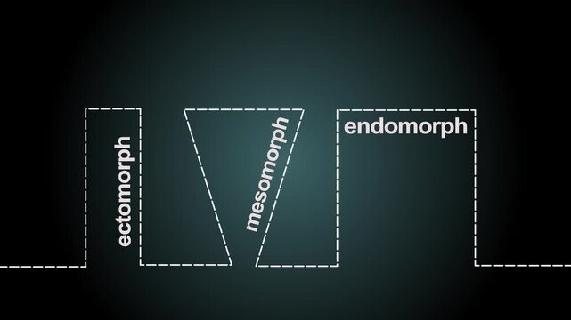 Body types icons set. Ectomorph, mesomorph and endomorph. Continuous one line drawing.4K motion graphics video