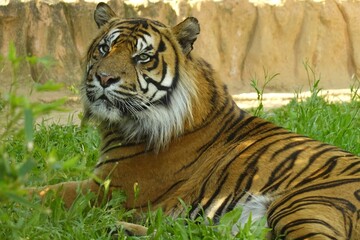 Naklejka premium Title: An adult Sumatran tiger (Panthera tigris sumatrae) at the Attica Zoological Park, Greece, lies alone on the green grass with its head at a three-quarter angle