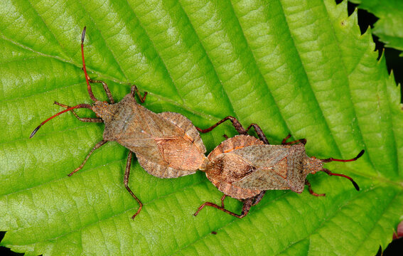 Lederwanzen-Paarung, Gro&szlig;e Randwanze, Coreus marginatus. eine der am h&auml;ufigsten vorkommenden Wanzenarten Europas. Sie ist besonders f&uuml;r ihr ledriges Aussehen und ihren charakteristischen Duft bekannt.