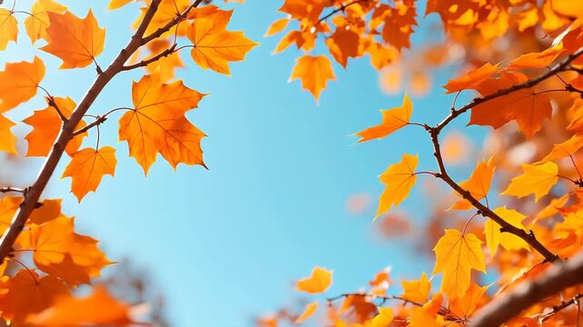 Golden maple leaves against blue sky