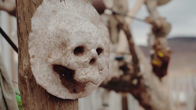 Creepy faux-taxidermy skull hanging on a wooden post. Slightly macabre, with dried desert plants and buildings in the background. The skull gives an eerie vibe, adding to the haunting atmosphere.