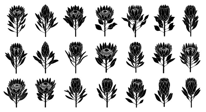Set of black and white south african protea flowers and leaves illustrations on white background