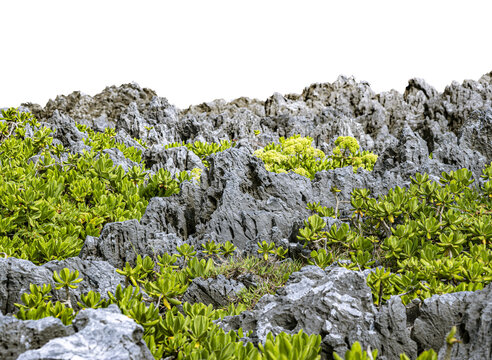 沖縄のゴツゴツとした岩肌と緑の植物の切り抜き。自然の岸壁や岩場の背景透明なデザイン素材。