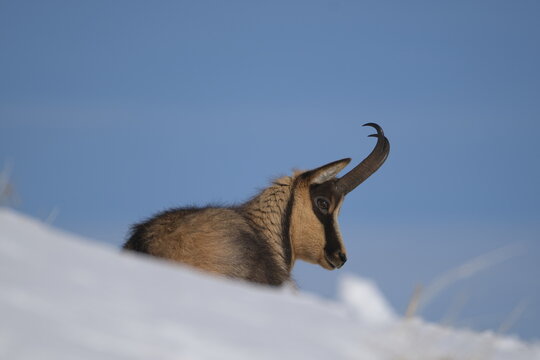 Appennine chamois, rupicapra pyrenaica ornata