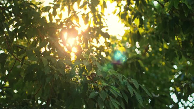 Bright sunlight shining through lush green tree leaves in a forest during a fresh morning. Beautiful lens flare and natural bokeh creating a peaceful summer atmosphere. Concept of eco-friendly nature,