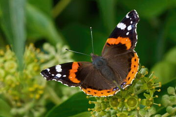 Naklejka premium Admiral Schmetterling (Vanessa atalanta) Weibchen auf dem Blütenstand von Efeu (Hedera helix) - Bansin, Insel Usedom, Deutschland