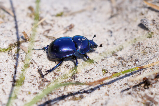 Fr&uuml;hlingsmistk&auml;fer (Trypocopris vernalis) im Sand einer D&uuml;ne mit Pflanzen - n&auml;he Karlshagen, Insel Usedom, Deutschland