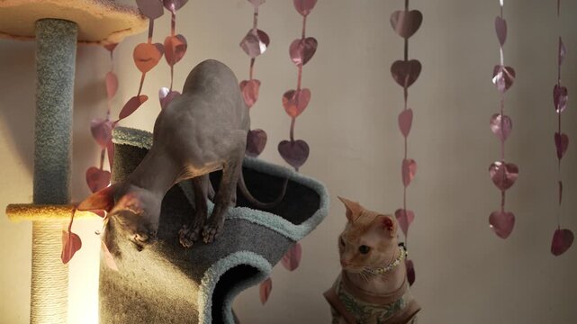 Adorable grey and ginger sphynx cats playing together on a cozy cat tree, with one jumping down while the other watches, all against a background of romantic pink heart garlands