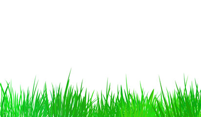 Fototapeta premium Green grass blades on a transparent background isolated cutout