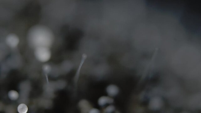 video of mold growing on rotten tomato under microscope
