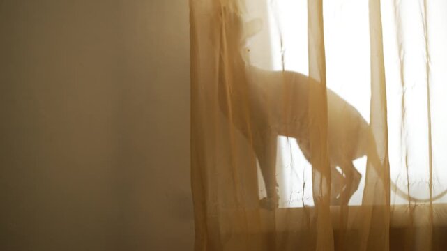 Curious sphynx cat silhouette seen through a sheer curtain while the animal walks on the windowsill, playing hide and seek before disappearing as a pigeon flies by the window