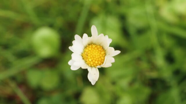 White and yellow daisy flower close up swaying in slow motion stock footage
