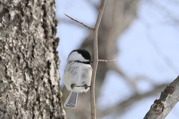 great tit on a branch © Violaine