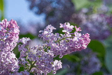Lush lilac branches with pale purple flowers in a spring garden. © Olena